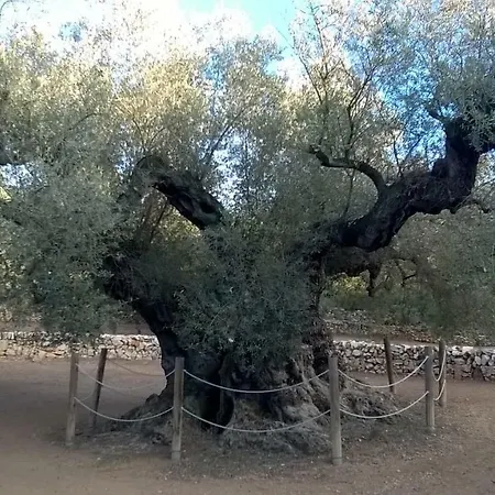 Exceptionnel Confortable Bord De * Sant Carles De La Rapita